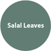 Salal-leaves.png
